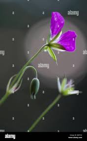 Attēlu rezultāti vaicājumam “Geranium sylvaticum bud”