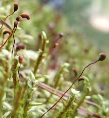 Attēlu rezultāti vaicājumam “Seligeria donniana sporophyte”