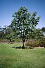 Attēlu rezultāti vaicājumam “Aesculus flava”