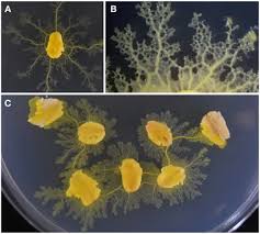 Attēlu rezultāti vaicājumam “Physarum virescens spores”