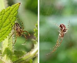 Attēlu rezultāti vaicājumam “Metellina segmentata”