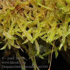 Attēlu rezultāti vaicājumam “Sanionia uncinata”