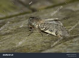 Attēlu rezultāti vaicājumam “Achlya flavicornis”