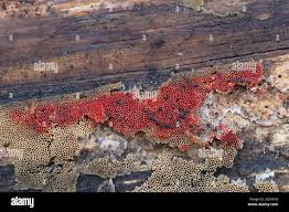 Attēlu rezultāti vaicājumam “Hyphodiscus hymeniophilus”