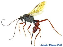 Attēlu rezultāti vaicājumam “Ichneumonidae”