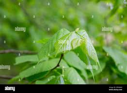 Attēlu rezultāti vaicājumam “Tilia amurensis”