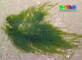 Attēlu rezultāti vaicājumam “Enteromorpha sp.”