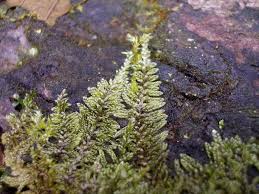 Attēlu rezultāti vaicājumam “Sciuro-hypnum curtum sporophyte”