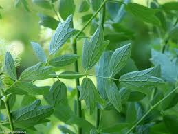 Attēlu rezultāti vaicājumam “Thalictrum flavum fruit”