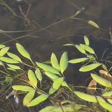 Attēlu rezultāti vaicājumam “Potamogeton rutilus”