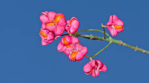 Attēlu rezultāti vaicājumam “Hordelymus europaeus fruit”