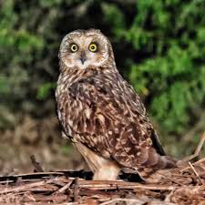 Attēlu rezultāti vaicājumam “Asio flammeus”