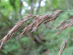 Attēlu rezultāti vaicājumam “Calamagrostis purpurea”