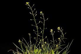 Attēlu rezultāti vaicājumam “Draba nemorosa”