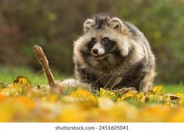 Attēlu rezultāti vaicājumam “Nyctereutes procyonoides”