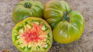 Afbeeldingsresultaat voor kosmonaut volkov 68D tomato