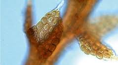 Attēlu rezultāti vaicājumam “Cephaloziella hampeana”