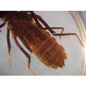 Attēlu rezultāti vaicājumam “Cordulidae”