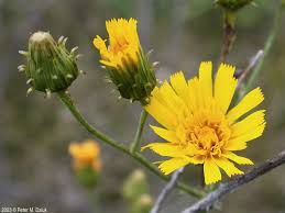Attēlu rezultāti vaicājumam “Hieracium umbellatum bud”