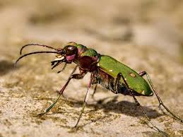 Attēlu rezultāti vaicājumam “Cicindela campestris imago”