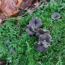 Attēlu rezultāti vaicājumam “Pseudocraterellus”