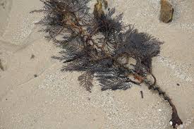 Image result for Platycephalus richardsoni