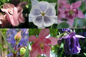 Image result for Aquilegia vulgaris