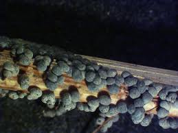 Attēlu rezultāti vaicājumam “Badhamia utricularis stalked”