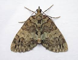 Attēlu rezultāti vaicājumam “Hydriomena impluviata”