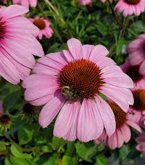 Image result for Echinacea purpurea