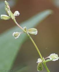 Attēlu rezultāti vaicājumam “Fallopia dumetorum leaf”