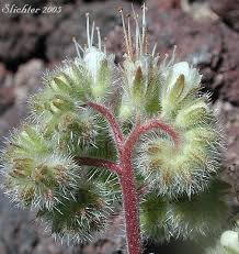 Attēlu rezultāti vaicājumam “Hydrophyllaceae”