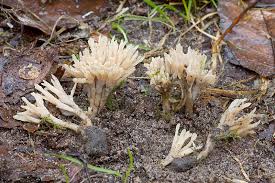 Attēlu rezultāti vaicājumam “Tremellodendropsis tuberosa”