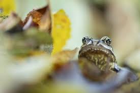 Attēlu rezultāti vaicājumam “Rana temporaria adult”