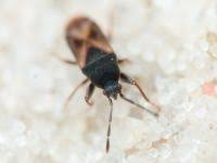 Attēlu rezultāti vaicājumam “Grynocharis oblonga”