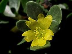 Attēlu rezultāti vaicājumam “Portulaca oleracea flower”