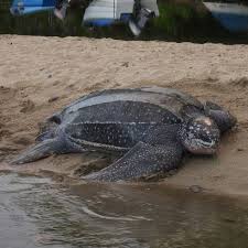 Image result for Dermochelys coriacea