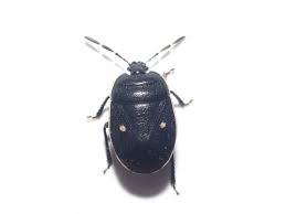 Attēlu rezultāti vaicājumam “Adomerus biguttatus”