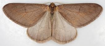 Attēlu rezultāti vaicājumam “Agriopis marginaria”