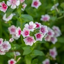 Image result for Phlox drummondii