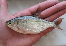 Image result for Blicca bjoerkna