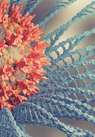 Attēlu rezultāti vaicājumam “Leporida”