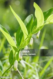 Attēlu rezultāti vaicājumam “Polygonatum odoratum bud”