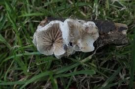 Attēlu rezultāti vaicājumam “Crepidotus versutus”