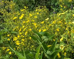 Image result for Potentilla recta