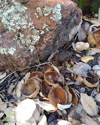 Attēlu rezultāti vaicājumam “Helvella acetabulum”