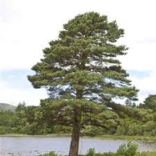 Attēlu rezultāti vaicājumam “Pinus”