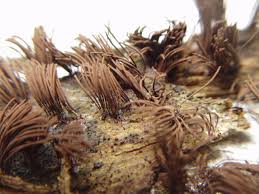 Attēlu rezultāti vaicājumam “Stemonitis splendens spores”