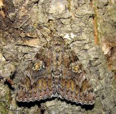 Attēlu rezultāti vaicājumam “Catocala sponsa”