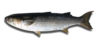 Image result for Mugil